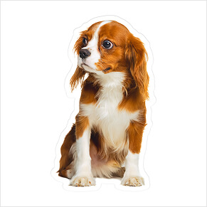 Pet Shaped Pillow